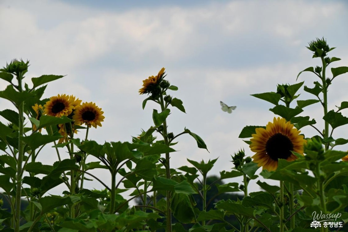 Summer at Gongju Mir Island_16