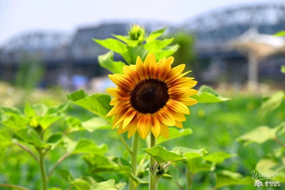 Summer at Gongju Mir Island_03