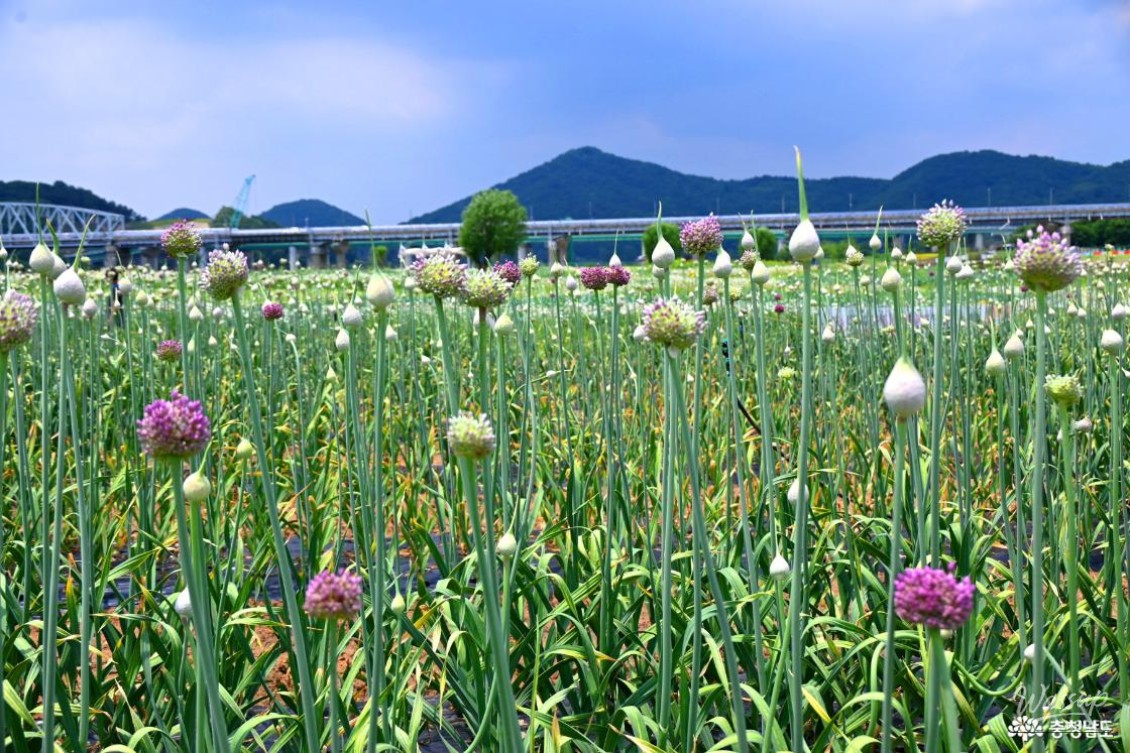Summer at Gongju Mir Island_08