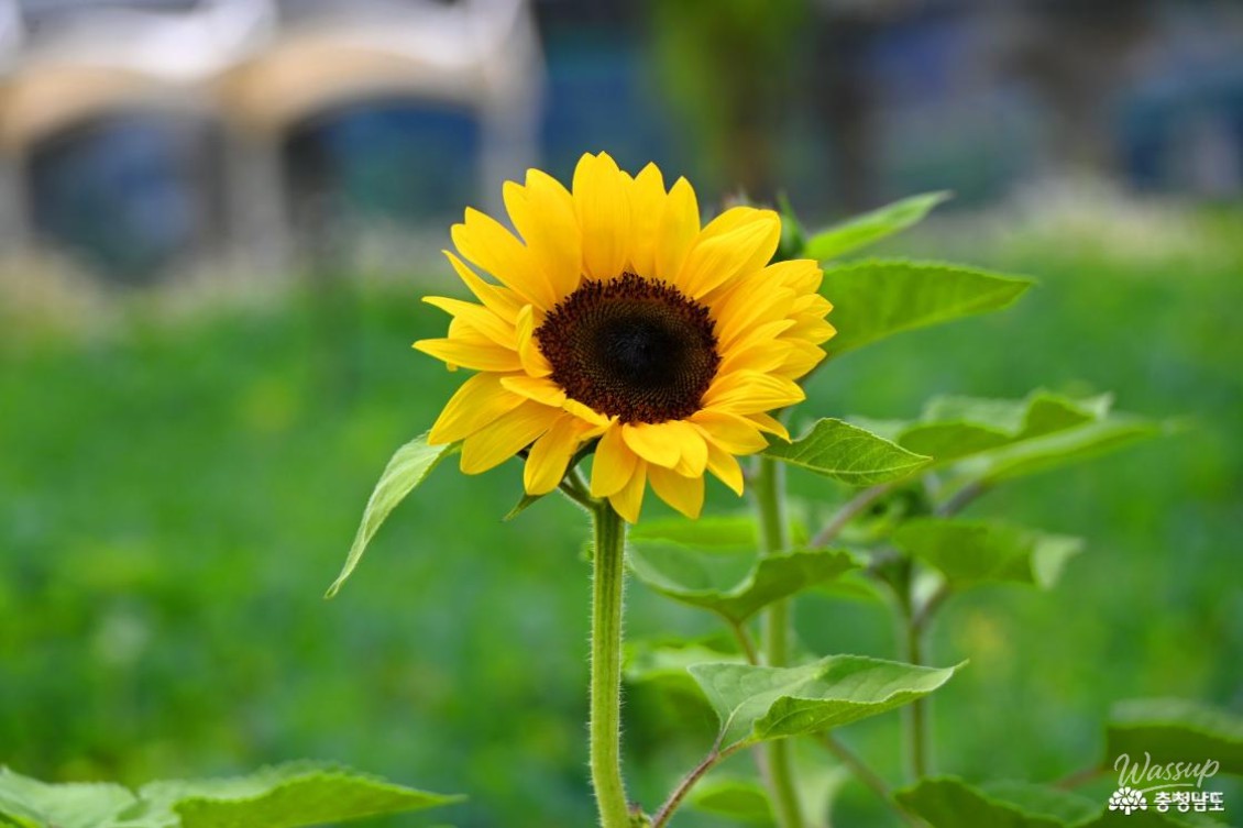Summer at Gongju Mir Island_15