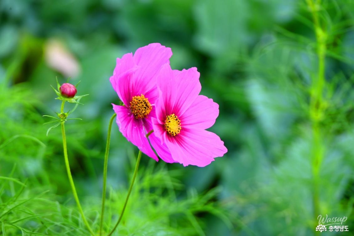 Summer at Gongju Mir Island_12