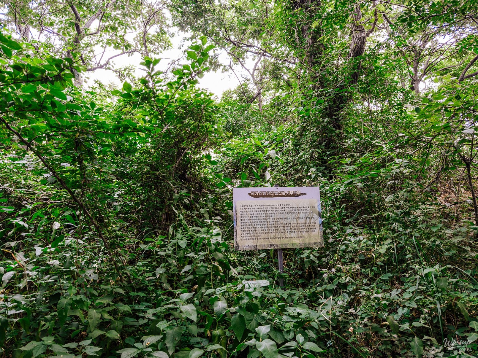 Exploring the Scenic Paths of Dangjin: A Day of Nature and Culture_05