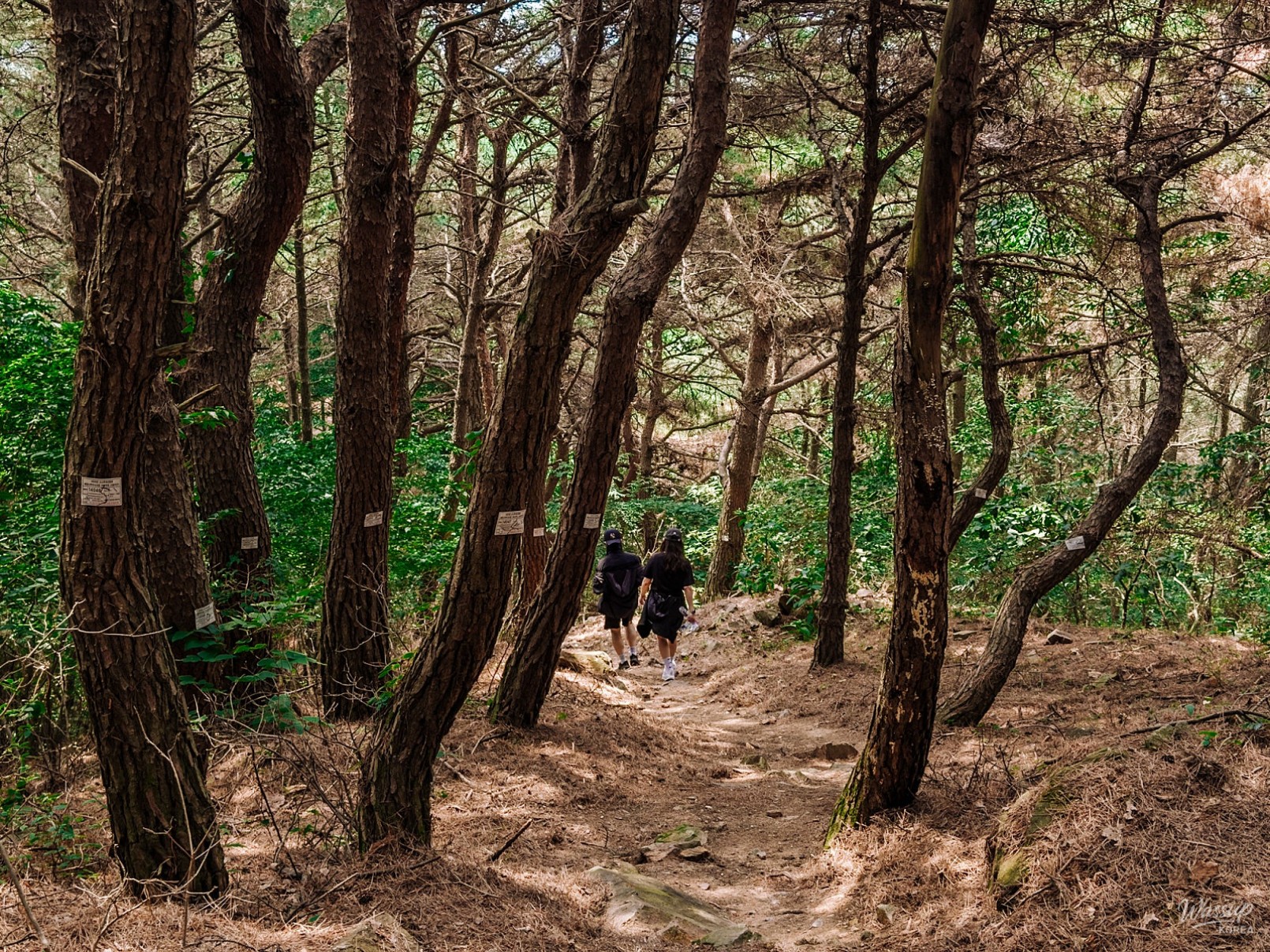 Exploring the Scenic Paths of Dangjin: A Day of Nature and Culture_13