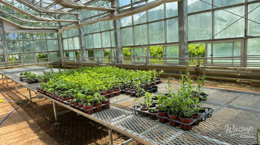 Traveling to Goesan: A Visit to the Agricultural Technology Center Greenhouse_11