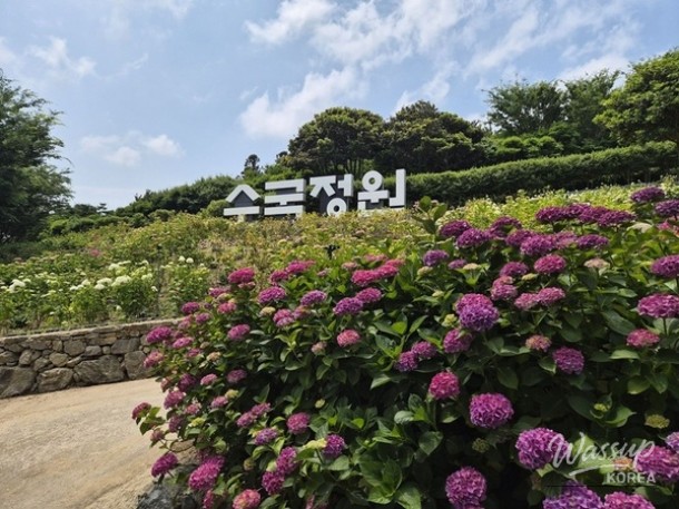 2026 Island Hydrangea Festival in Sinan County_02