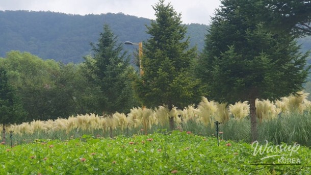 Explore the Blooming Beauty of Gapyeong in June_05