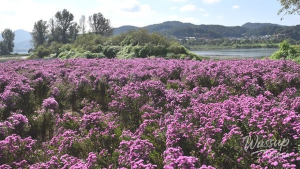 Explore the Blooming Beauty of Gapyeong in June_03