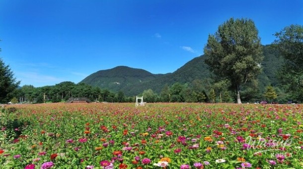 Explore the Blooming Beauty of Gapyeong in June_01
