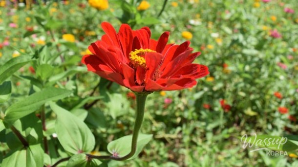 Explore the Blooming Beauty of Gapyeong in June_02