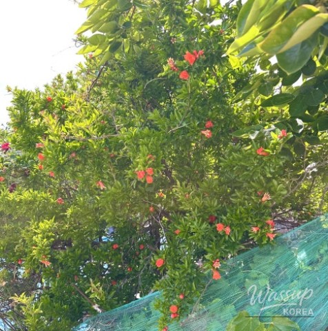 A Relaxing Summer Journey in Pohang: Exploring Guryongpo and Homigot_09
