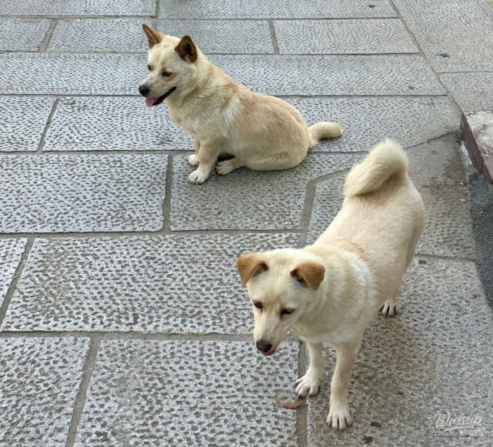 A Relaxing Summer Journey in Pohang: Exploring Guryongpo and Homigot_03