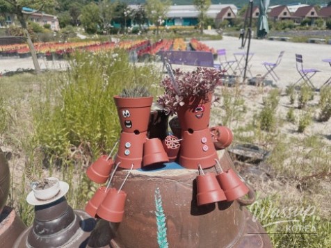 A Lavender Dream at Geochang Herb Village_04