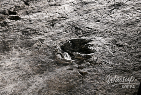 Exploring the Pterosaur Footprints Exhibition in Jinju_21