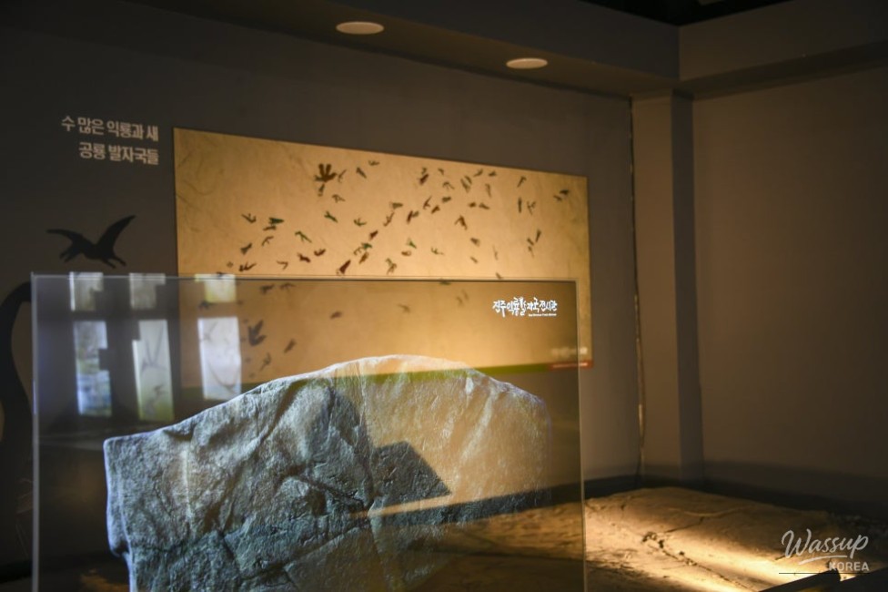 Exploring the Pterosaur Footprints Exhibition in Jinju_08