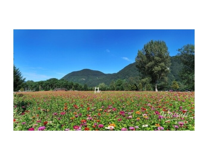 Explore the Blooming Beauty of Gapyeong in June float