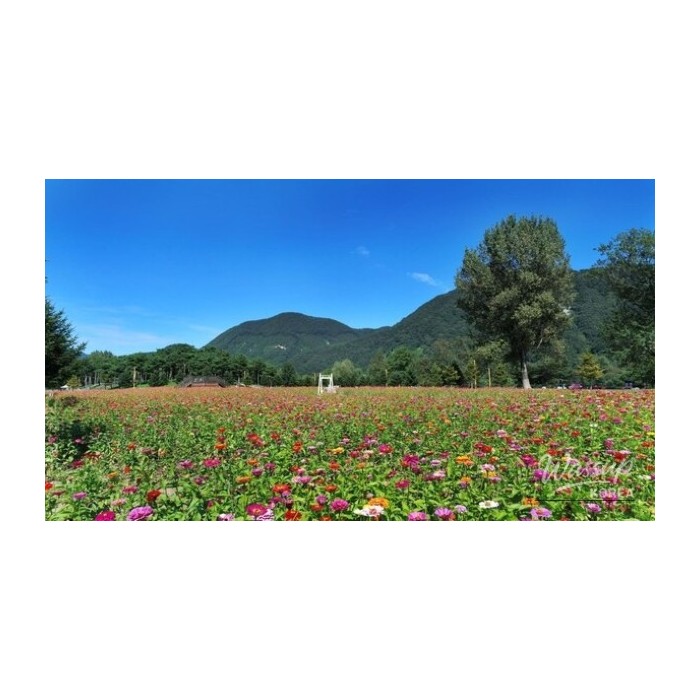 Explore the Blooming Beauty of Gapyeong in June4268