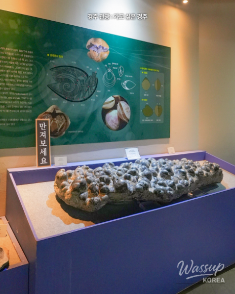 Explore the Exciting Gyeongju Natural History Museum_07