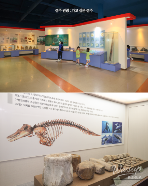 Explore the Exciting Gyeongju Natural History Museum_05