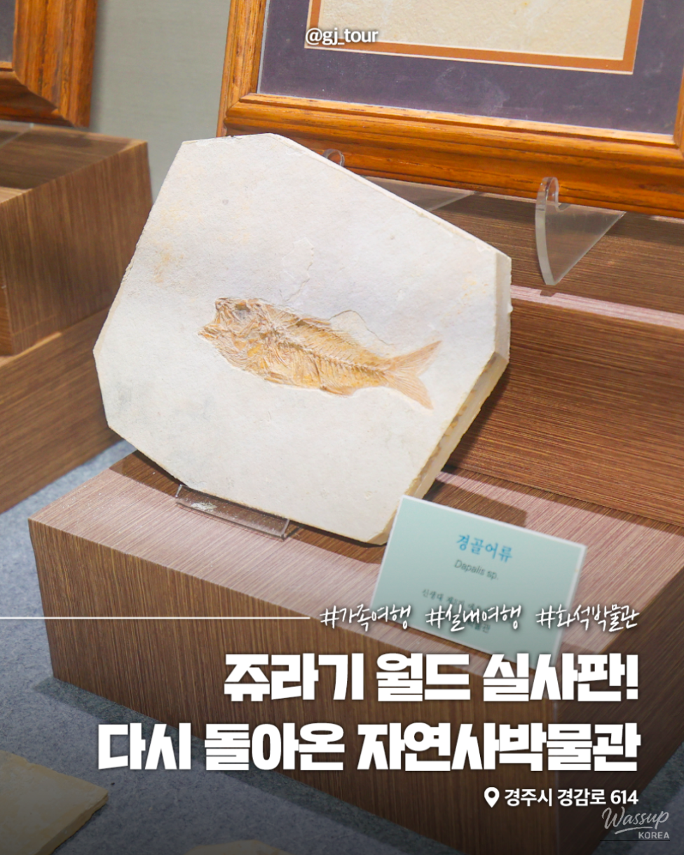 Explore the Exciting Gyeongju Natural History Museum_01