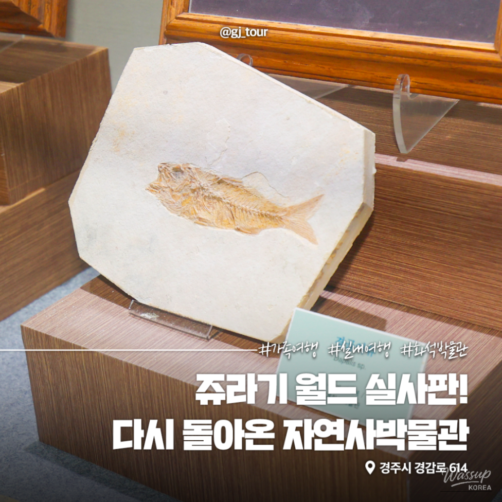 Explore the Exciting Gyeongju Natural History Museum_10