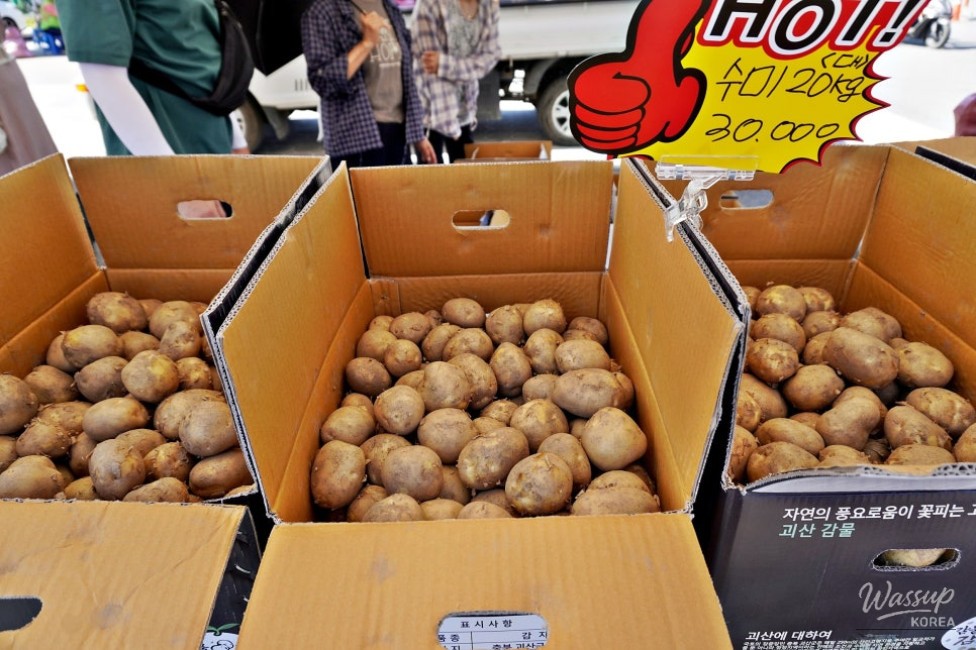 Exploring the GaeSan Potato Festival_03