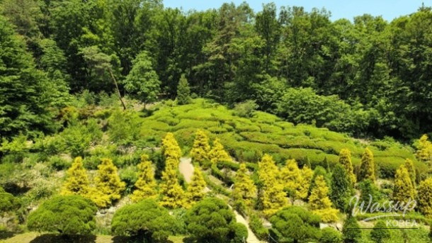 Discover the Serenity of Yulbom Botanical Garden_03