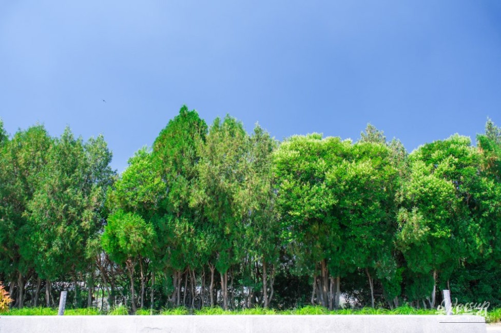 Exploring the Transformation of Hogye Station into Ulsan Forest_10