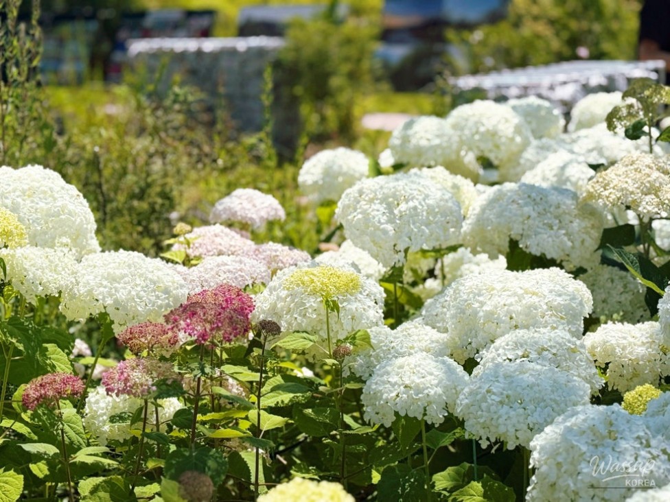 The Beauty of Hydrangeas in Early Summer_03