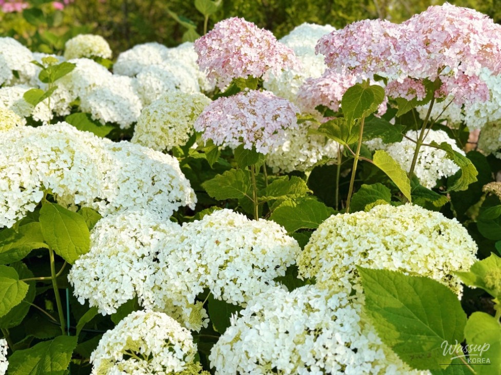 The Beauty of Hydrangeas in Early Summer_01