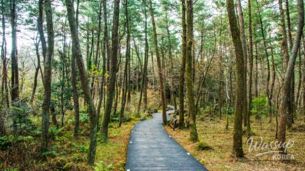 Exploring Jeju Olle: A Scenic Walking Adventure_04