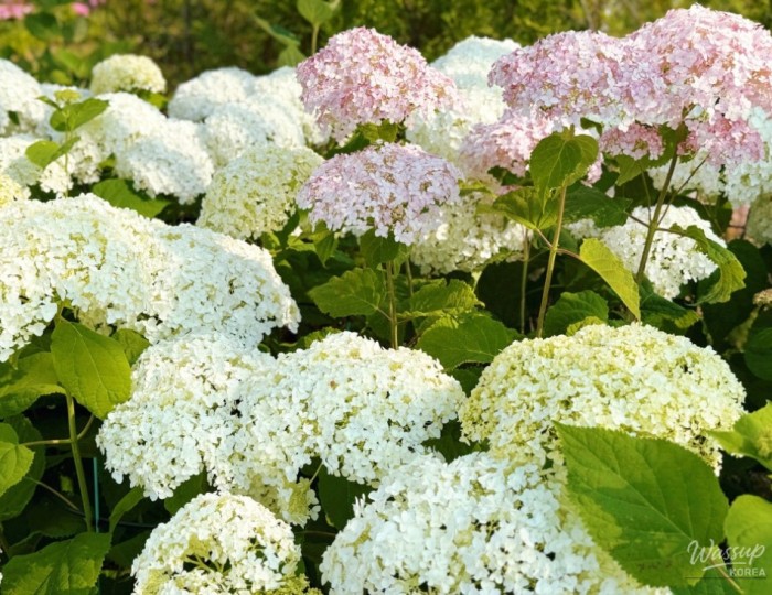 The Beauty of Hydrangeas in Early Summer float