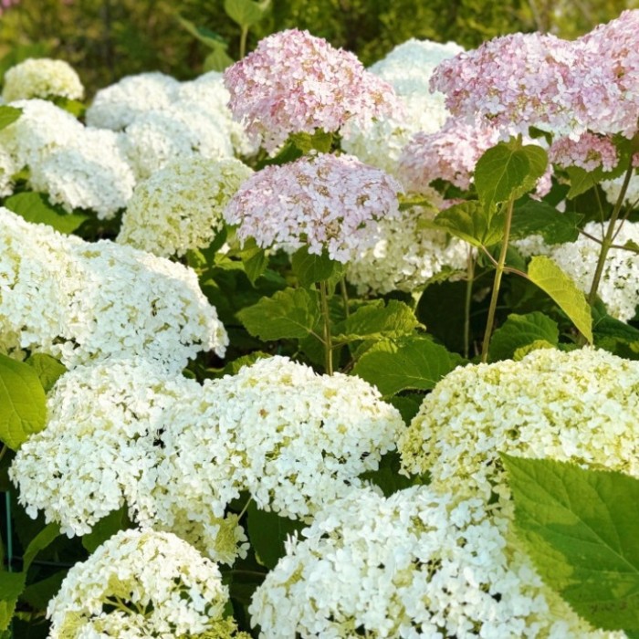 The Beauty of Hydrangeas in Early Summer2043