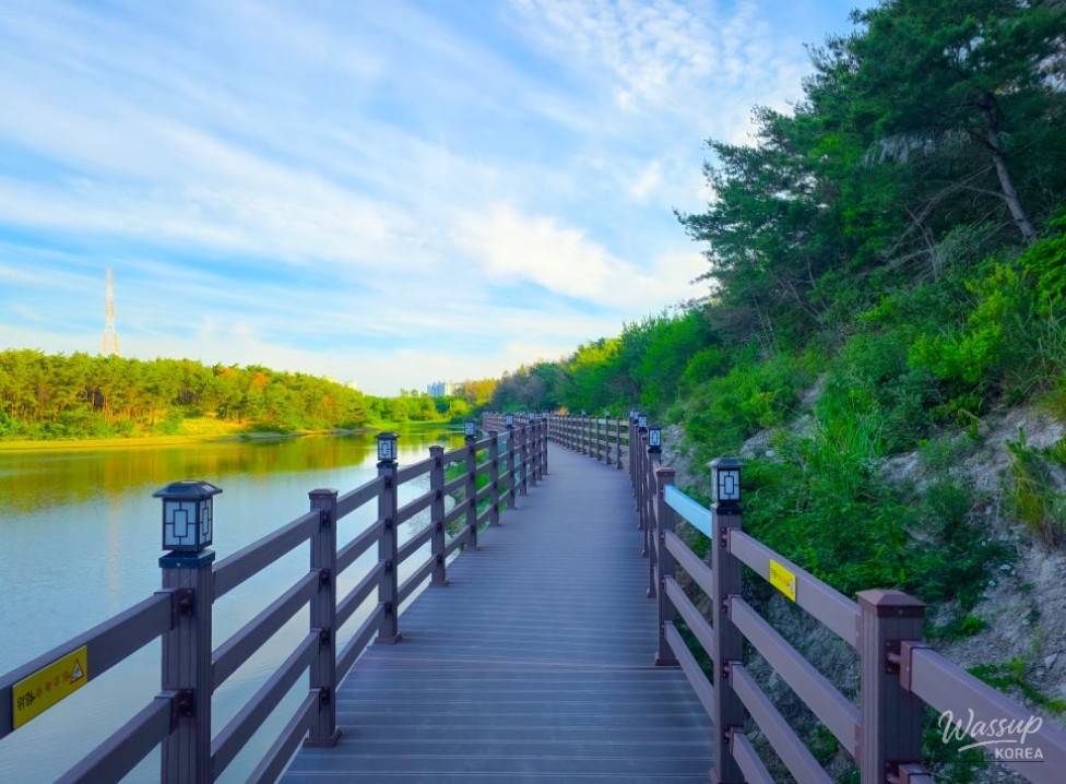 Exploring Cheonma Reservoir: A Serene Summer Stroll in Pohang_05