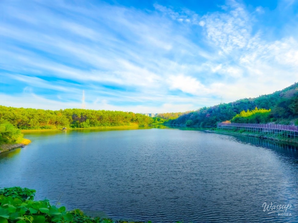 Exploring Cheonma Reservoir: A Serene Summer Stroll in Pohang_02