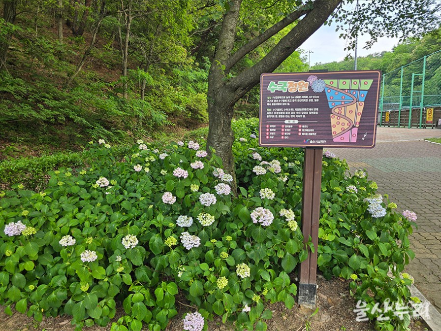 Exploring the Hydrangea Garden at Ulsan Grand Park_05