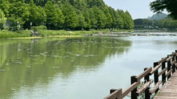 Exploring the Serene Gwanbangjeong Forest_01