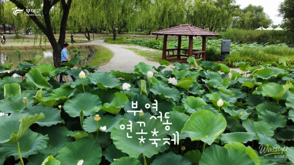 Experience the Most Beautiful Moments of Summer in Buyeo_02