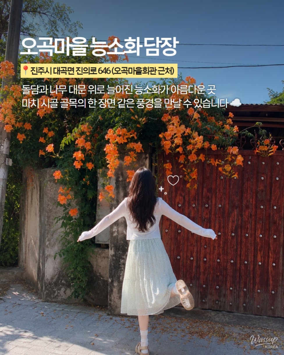The Most Beautiful Places to See Trumpet Vine in Jinju_03