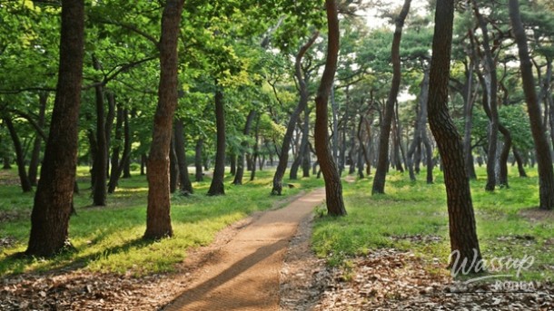 Discovering the Hidden Gems of Gyeongju National Park_04