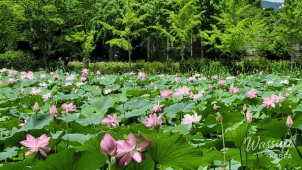 Discover the Serenity of Yangpyeong Semiwon Garden_01
