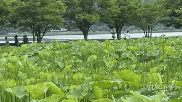 Discover the Serenity of Yangpyeong Semiwon Garden_03