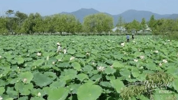 Discover the Serenity of Yangpyeong Semiwon Garden_04