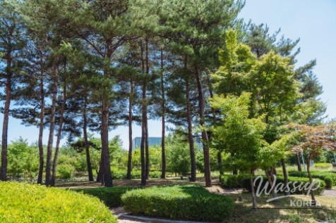 A Serene Walk in Seonok Park_05