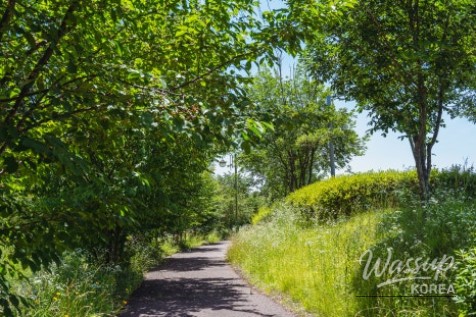 A Serene Walk in Seonok Park_10