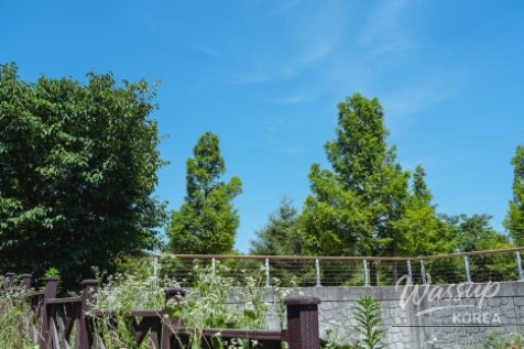 A Serene Walk in Seonok Park_12