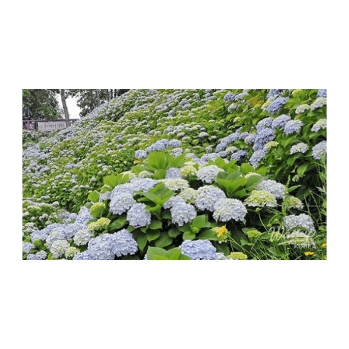 Ulsan Jangsaengpo Hydrangea Festival: A Colorful Summer Experience4368