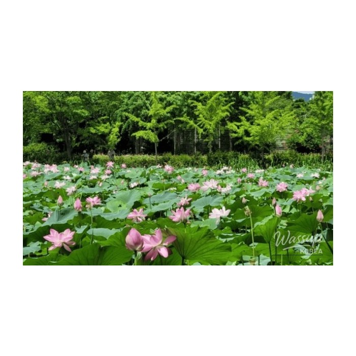 Discover the Serenity of Yangpyeong Semiwon Garden4361