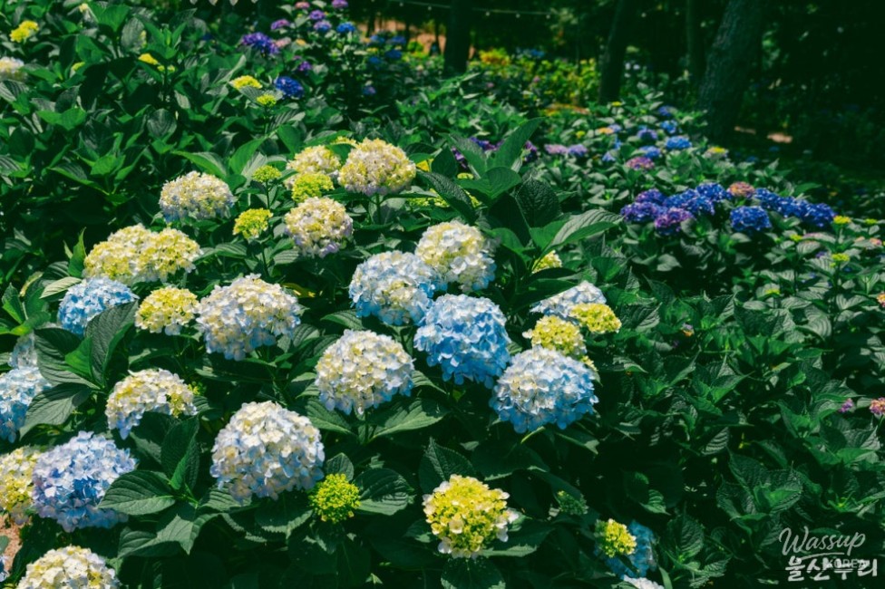 Visit to the Jangsaengpo Hydrangea Festival_04