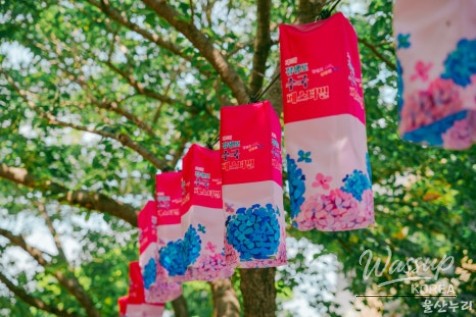 Visit to the Jangsaengpo Hydrangea Festival_03