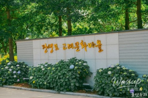 Visit to the Jangsaengpo Hydrangea Festival_02